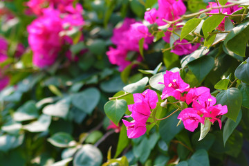 Blooming Bougainvillea