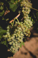 Fototapeta premium Bunches of grapes in the vine