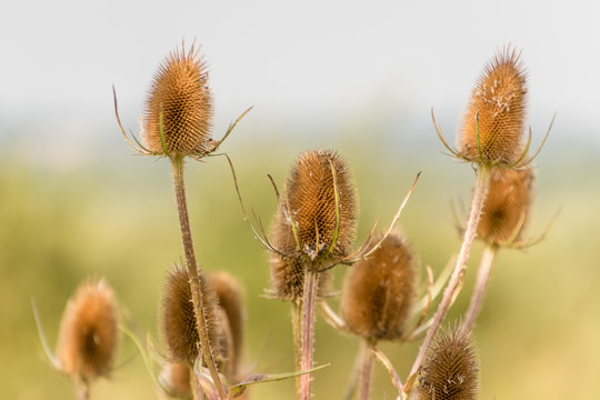Wild teasels , Dried Head, 