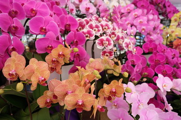 Colorful mix of Phalaenopsis orchid flowers bloom, red, orange and pink - obrazy, fototapety, plakaty
