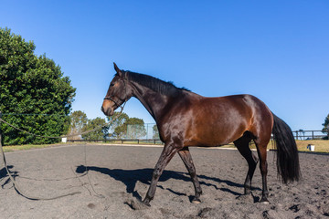 Horse Sand Arena Closeup