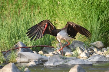 Black stork