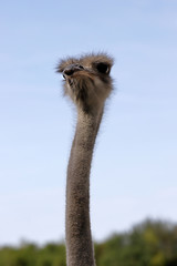 Close-up of head details South African female common ostrich (Struthio camelus)
