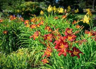 Perennial flower bed with red daylilies in the foreground.