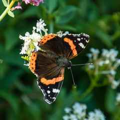 Red Admiral Butterfly
