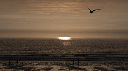 Sunset by the beach with people and seagull