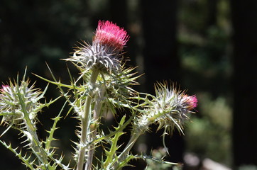 Arizona thistle growing wild
