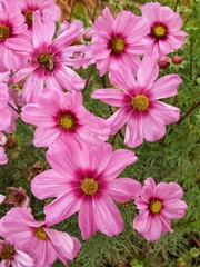 Obraz na płótnie Canvas cosmos, lovely pink garden flowers 