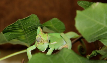 green chameleon