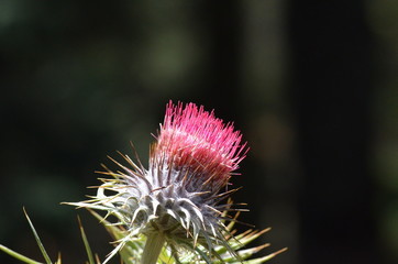 Arizona thistle growing wild