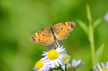 Northern Crescent Butterfly