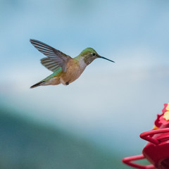Fototapeta premium Hummingbird in Flight