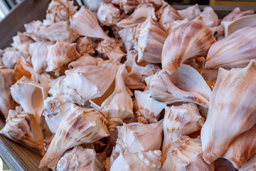 Sea Shells