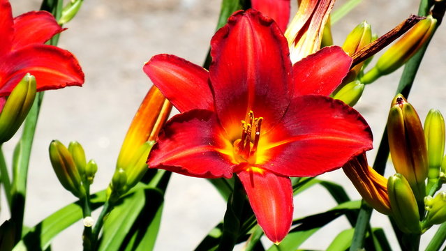 Close up portrait of a Red Day lily