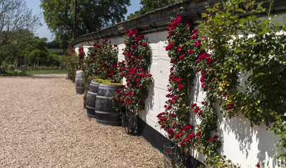 Vines on wall and Wine Barrels