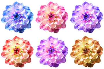 Six excellent flowers of Dahlia in different color shades isolated on a white background