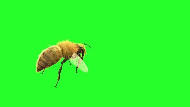 a bee is flying on a green background, 3D render