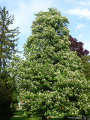 Aesculus hippocastanum. Le marronnier commun ou marronnier d'Inde.