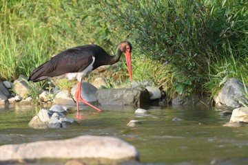 Black stork