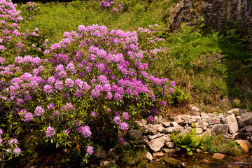 view on rhododendron blossom at the vee, ireland