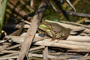 Green frog, male, with yellow throat during breeding season