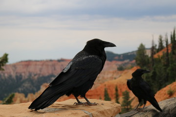 Bryce National Park Ravens