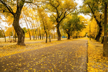 Autumn road in the city Park
