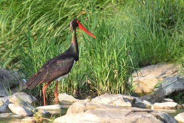 Black stork