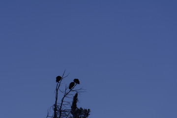 Scenic View Of Jotes Going to Sleep At The Tree Top