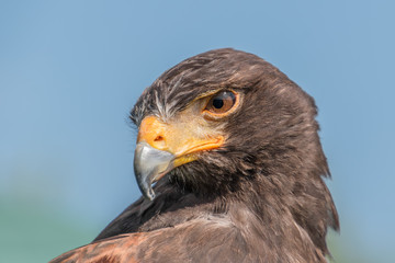 Harris Hawk