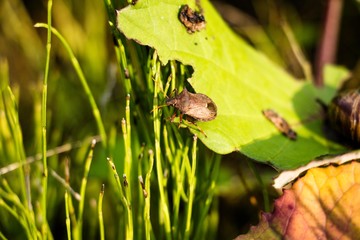 In a thick grass in a sunny meadow a small beetle, it crawls over the vegetation from one plant to...