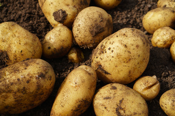 Fresh potato lying on the ground, good harvest and organic food.