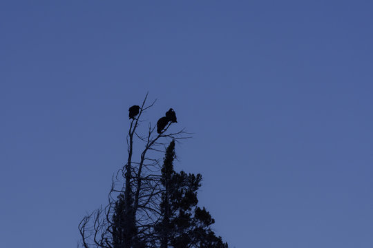 Scenic View Of Jotes Going to Sleep At The Tree Top