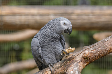 African Grey Parrot Eating