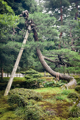 japanese garden - tree in the park