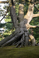 tangled old tree trunk in kanazawa