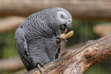 African Grey Parrot Eating
