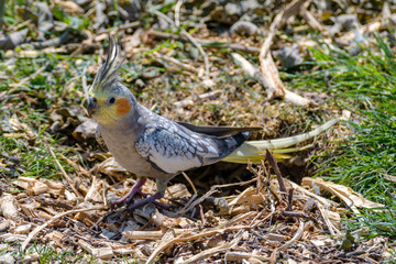 Cockatiel