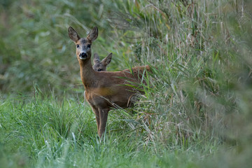Two roe deer exiting a bush