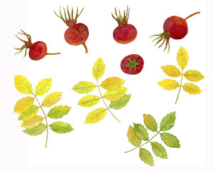 Dog rose (briar) autumn leaves and fruits. Watercolor hand drawn painting illustration, isolated on white background.