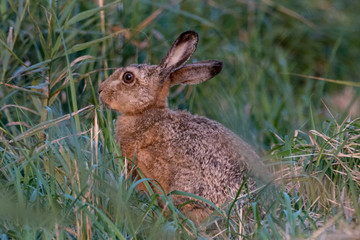 Hare eating dinner