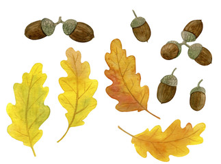 Oak autumn leaves and fruits. Watercolor hand drawn painting illustration, isolated on white background.