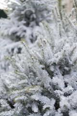 Pine branches covered with snow.