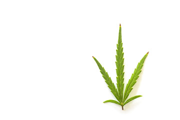 Leaf of cannabis isolated on white background.