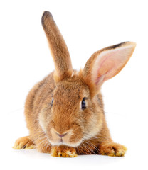Obraz premium Brown rabbit on white.