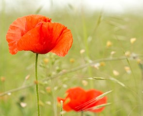 Red poppy flower