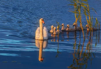 Photo sur Plexiglas Cygne white Swan - mother and cubs swans on the water