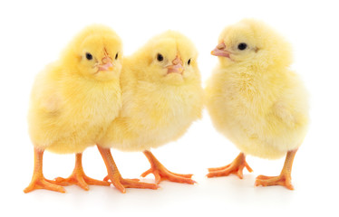 Three yellow chickens.