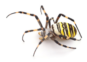 Yellow and brown spider.