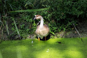 Fototapeta premium Full body of domesticated female chinese goose on the contryside